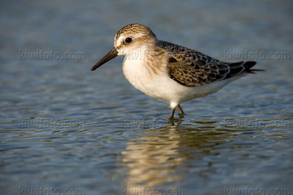 Semipalmated Sandpiper Photo @ Kiwifoto.com