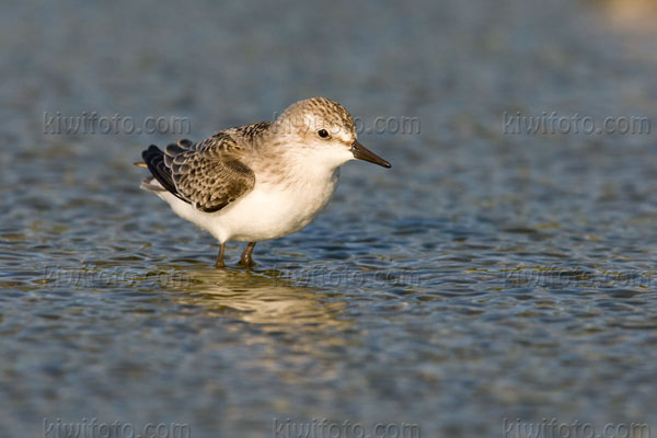 Semipalmated Sandpiper Photo @ Kiwifoto.com