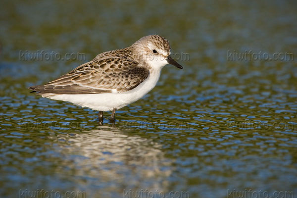 Semipalmated Sandpiper Photo @ Kiwifoto.com