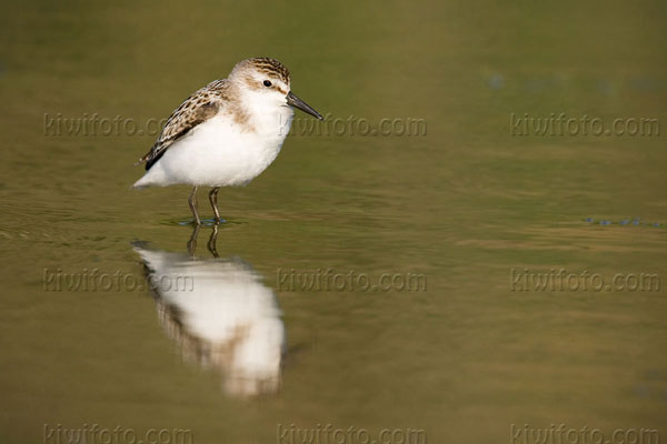 Semipalmated Sandpiper Image @ Kiwifoto.com