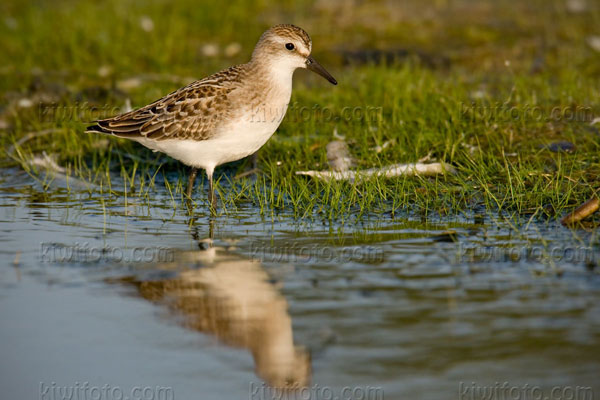 Semipalmated Sandpiper Picture @ Kiwifoto.com