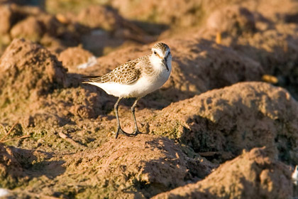 Semipalmated Sandpiper Photo @ Kiwifoto.com