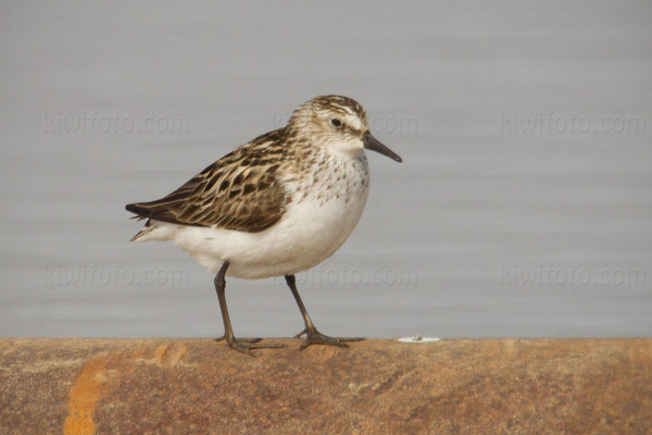 Semipalmated Sandpiper Picture @ Kiwifoto.com