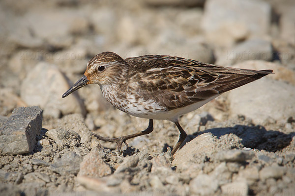 Semipalmated Sandpiper Image @ Kiwifoto.com