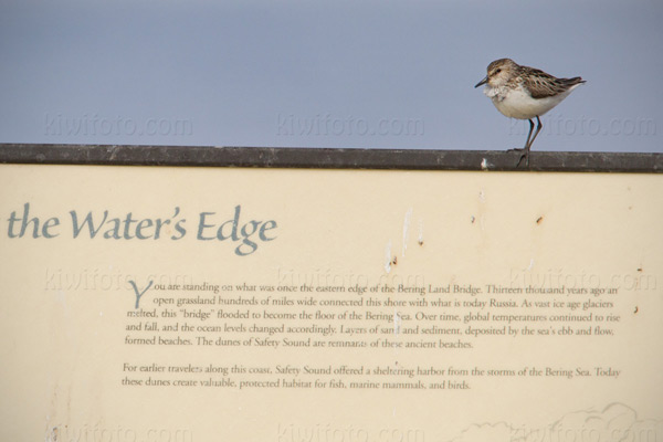 Semipalmated Sandpiper Image @ Kiwifoto.com