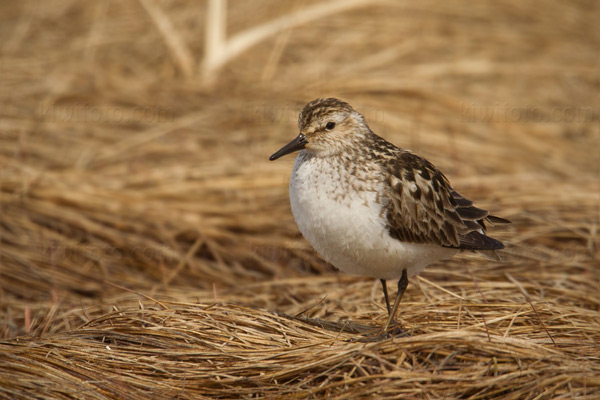 Semipalmated Sandpiper Image @ Kiwifoto.com