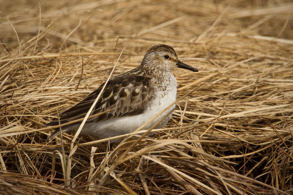 Semipalmated Sandpiper Photo @ Kiwifoto.com