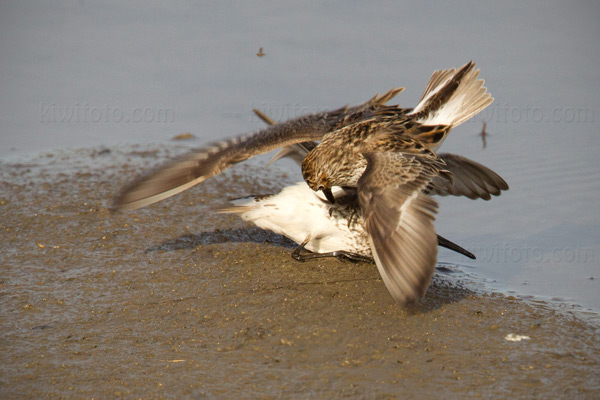 Semipalmated Sandpiper Photo @ Kiwifoto.com