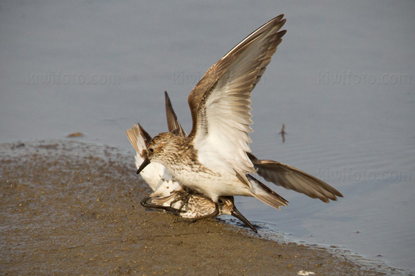 Semipalmated Sandpiper Photo @ Kiwifoto.com