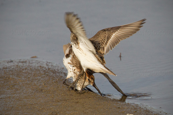 Semipalmated Sandpiper Photo @ Kiwifoto.com