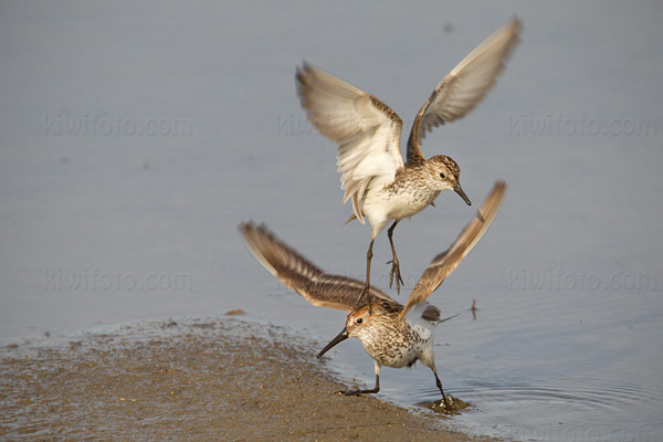 Semipalmated Sandpiper (Western Sandpiper below)