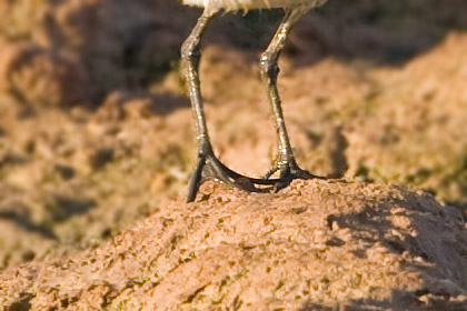 Semipalmated Sandpiper (foot close-up)