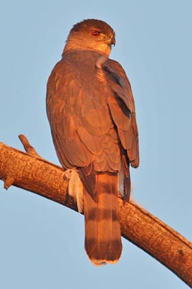 Sharp-shinned Hawk Image @ Kiwifoto.com