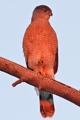 Sharp-shinned Hawk Photo @ Kiwifoto.com