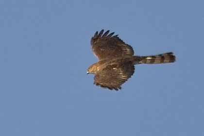 Sharp-shinned Hawk