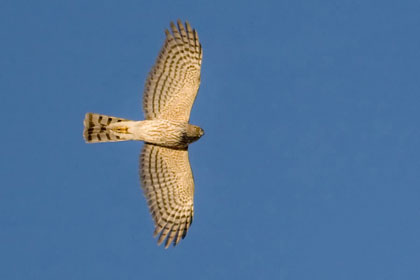 Sharp-shinned Hawk Photo @ Kiwifoto.com