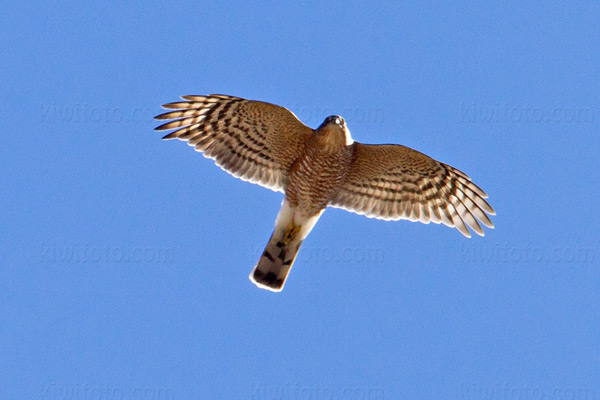 Sharp-shinned Hawk Photo @ Kiwifoto.com