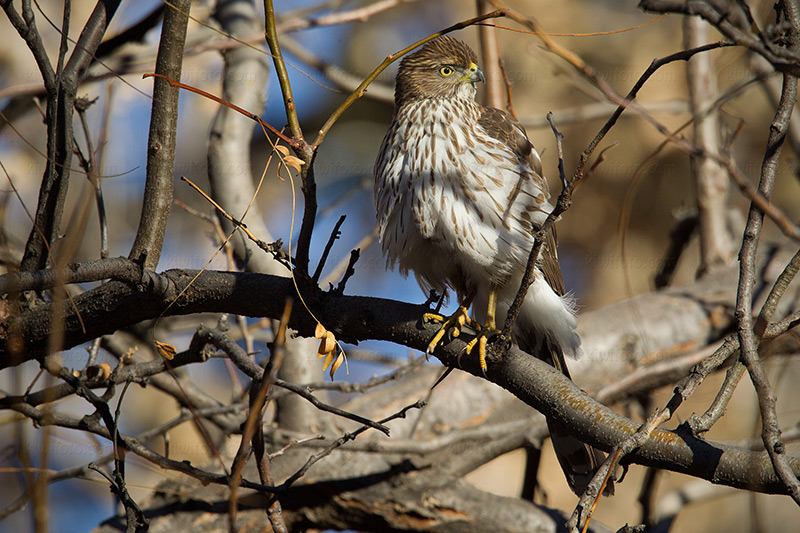 Sharp-shinned Hawk Picture @ Kiwifoto.com