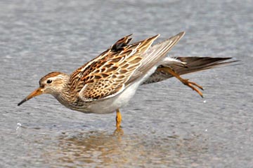 Sharp-tailed Sandpiper Picture @ Kiwifoto.com