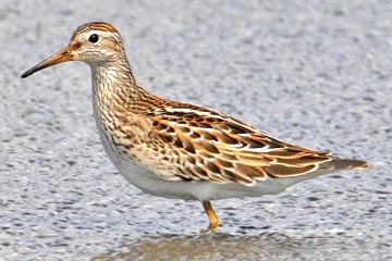 Sharp-tailed Sandpiper Image @ Kiwifoto.com