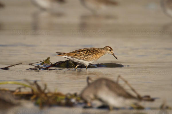 Sharp-tailed Sandpiper Photo @ Kiwifoto.com