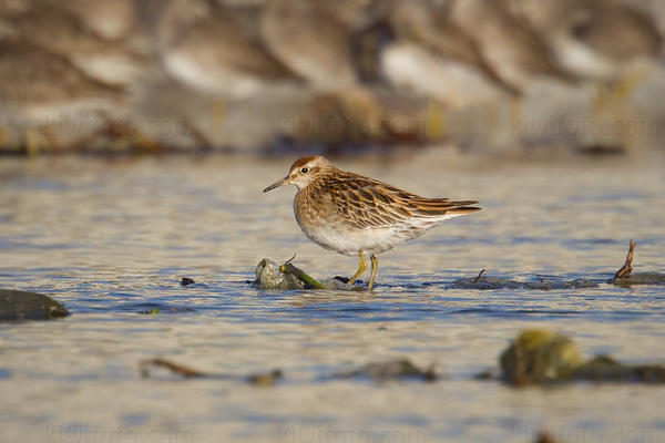 Sharp-tailed Sandpiper Photo @ Kiwifoto.com