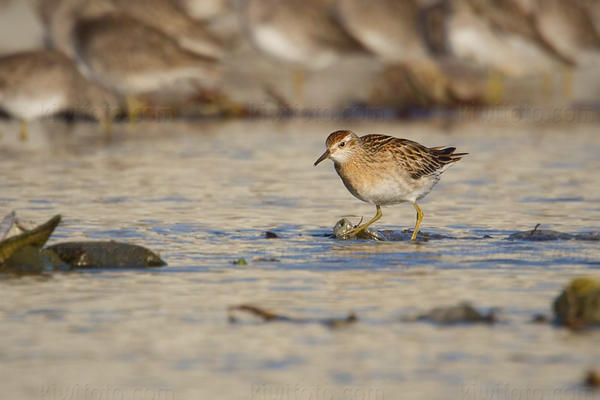 Sharp-tailed Sandpiper Picture @ Kiwifoto.com
