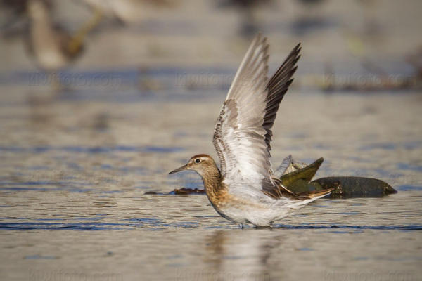 Sharp-tailed Sandpiper Image @ Kiwifoto.com