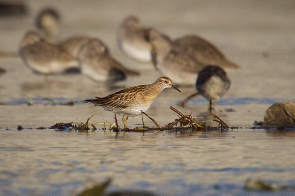 Sharp-tailed Sandpiper