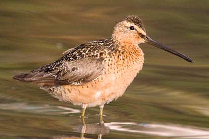 Short-billed Dowitcher Image @ Kiwifoto.com