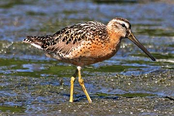 Short-billed Dowitcher Photo @ Kiwifoto.com