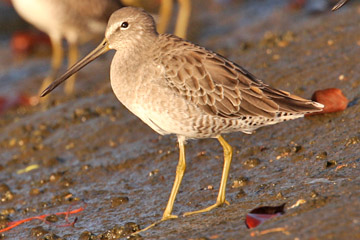 Short-billed Dowitcher Image @ Kiwifoto.com