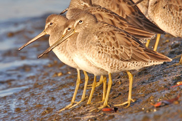 Short-billed Dowitcher Photo @ Kiwifoto.com