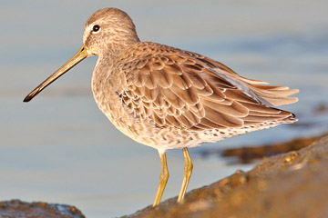 Short-billed Dowitcher Image @ Kiwifoto.com