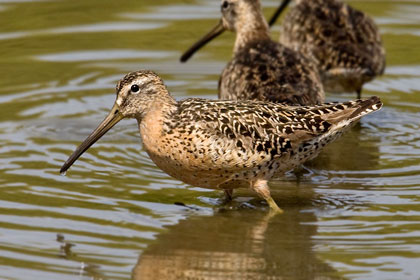 Short-billed Dowitcher Picture @ Kiwifoto.com