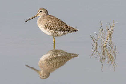 Short-billed Dowitcher Image @ Kiwifoto.com