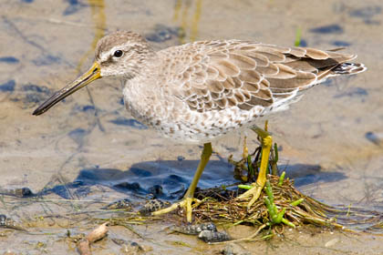 Short-billed Dowitcher Picture @ Kiwifoto.com