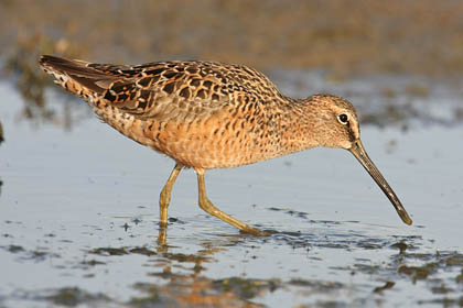 Short-billed Dowitcher Image @ Kiwifoto.com