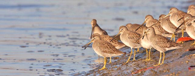 Short-billed Dowitcher Picture @ Kiwifoto.com