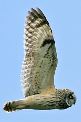 Short-eared Owl Image @ Kiwifoto.com