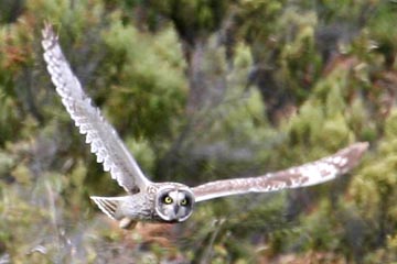 Short-eared Owl Image @ Kiwifoto.com