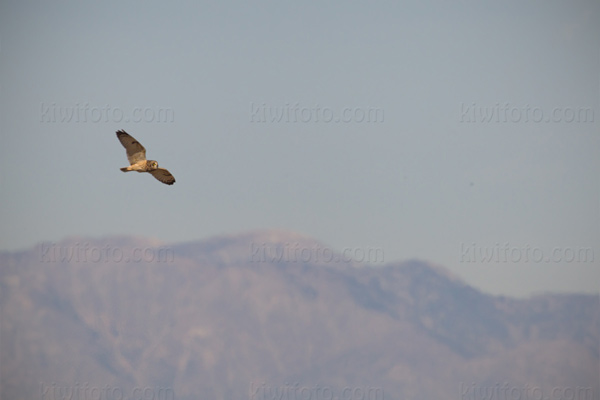 Short-eared Owl Image @ Kiwifoto.com