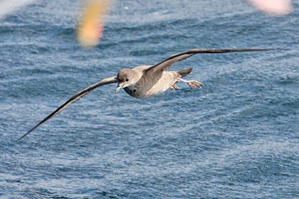 Short-tailed Shearwater Image @ Kiwifoto.com