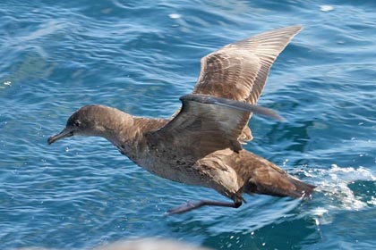 Short-tailed Shearwater Picture @ Kiwifoto.com