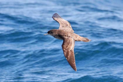 Short-tailed Shearwater Image @ Kiwifoto.com