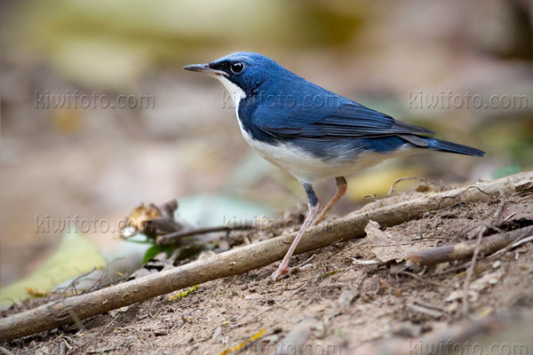 Siberian Blue Robin