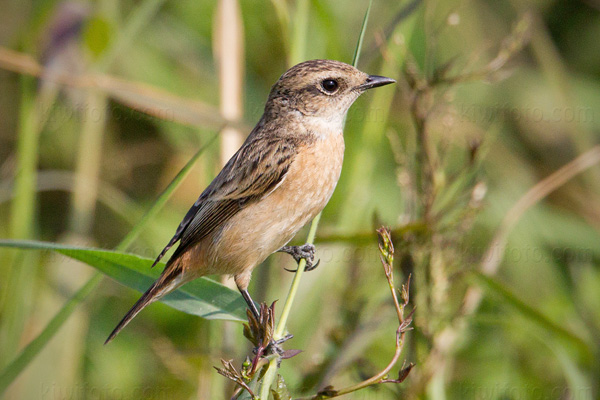 Siberian Stonechat Photo @ Kiwifoto.com