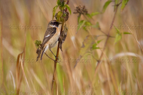 Siberian Stonechat Photo @ Kiwifoto.com