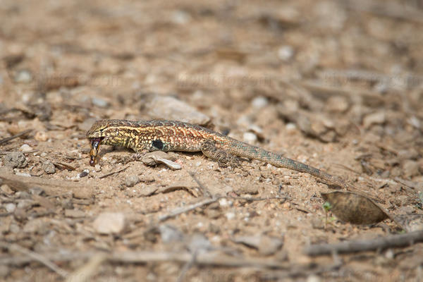Side Blotched Lizard Photo @ Kiwifoto.com