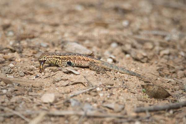 Side Blotched Lizard Image @ Kiwifoto.com